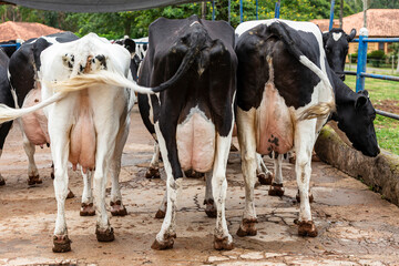 butts with udders of a herd of cows side by side