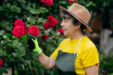 Senior woman gardener in a hat working in her yard and trimming flowers with secateurs. The concept of gardening, growing and caring for flowers and plants.