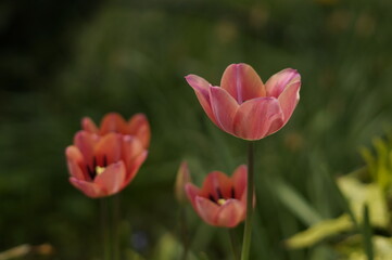 Obraz premium Pink Tulips in Full Bloom
