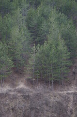 Obraz premium Path Along Steep Pine Hill