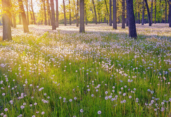 Glade with dandelions in the forest on sunny summer day. Ukraine, Uman