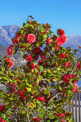 Obraz premium Springtime. Beautiful camellia bush with red flowers and green leaves on sunny day. Montenegro