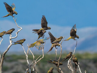 Burrowing parrots (aka., burrowing parakeet or Patagonian conure) (Cyanoliseus patagonus) on the road between Cachi and Cafayate, Salta, Northern Argentina