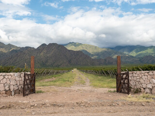 Rich vineyards in the deserts of northern argentina, near San Carlos, Cafayate, Salta Province