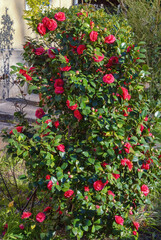 Fototapeta na wymiar Flowering camellia bush with red flowers in garden on sunny spring day. Montenegro