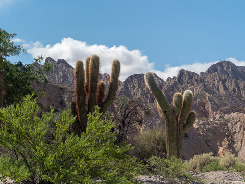 Giant cactus, Los Cardones National Park (Parque Nacional Los Cardones), San Carlos and Cachi departments, Salta Province, Northern argentina © Luis