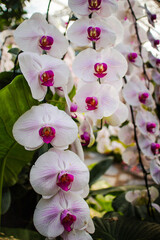 Fototapeta na wymiar White and pink orchid at Royal Park Rajapruek in Chiang Mai, Thailand 