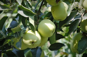 green apples on a branch, the concept of fruit harvesting