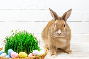 Easter Bunny with a basket of painted Easter eggs and green grass against a white brick wall. Place for text. Selective focus. Easter concept.