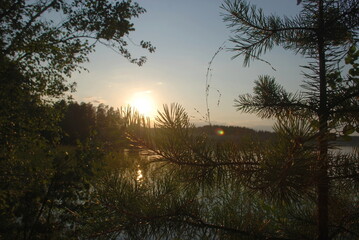Sunset over the forest on the lake. Summer evening the sun hangs low over the forest. In the foreground are curved pine branches with long needles through which the sun shines.