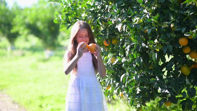 Child walks in the orange garden. A cute little girl in a white dress is playing with ripe oranges in the garden.Adorable Carefree Childhood Moment.