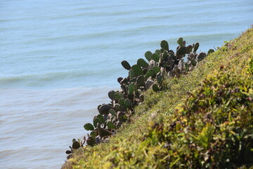 cacto na praia