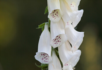 White foxglove blooming 