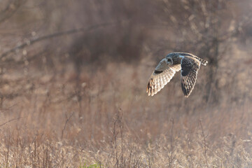 Short-eared owl Asio flammeus in flight at sunset