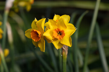 Daffodils (narcissus) in bloom