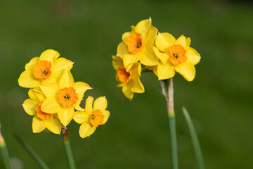 Daffodils (narcissus) in bloom
