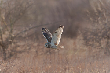 Short-eared owl Asio flammeus in flight at sunset