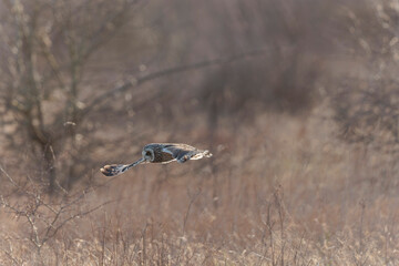 Short-eared owl Asio flammeus in flight at sunset