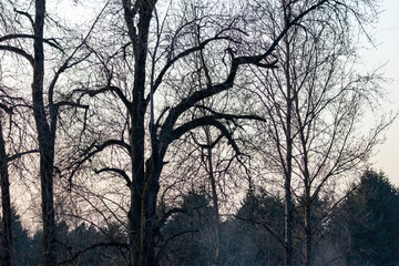 bare winter tree silhouetted in early evening light