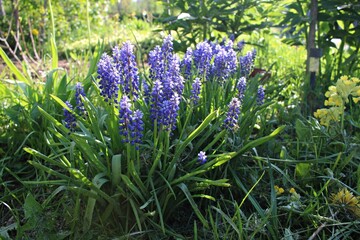 Obraz premium Wildflowers bloomed in the summer in the meadows among the green grass