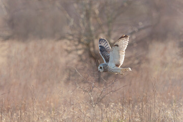 Short-eared owl Asio flammeus in flight at sunset
