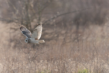 Short-eared owl Asio flammeus in flight at sunset