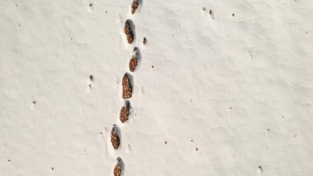 Orme nella neve impronte