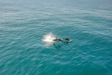 Pair of dolphins leaping from the waters of a calm sea. No people. Copy space.