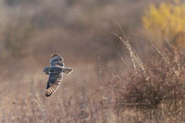 Short-eared owl Asio flammeus in flight at sunset