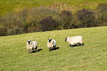 Naklejka na ściany i meble Three Welsh blackfaced sheep on a hill farm. No people. Copy space.