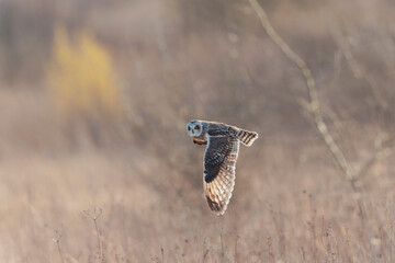 Short-eared owl Asio flammeus in flight at sunset