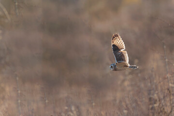 Short-eared owl Asio flammeus in flight at sunset