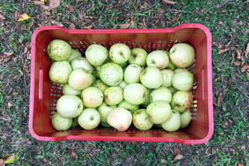 a crate of golden delicius apples just picked on an Italian farm