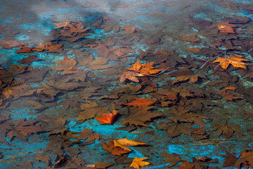 Fototapeta na wymiar leaves after the melted snow
