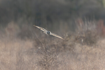 Short-eared owl Asio flammeus in flight at sunset