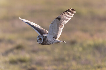 Short-eared owl Asio flammeus in flight at sunset