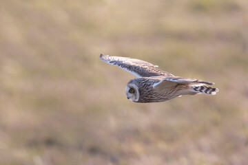 Short-eared owl Asio flammeus in flight at sunset