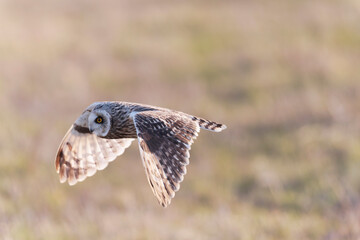 Short-eared owl Asio flammeus in flight at sunset