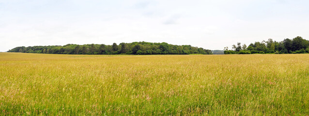 Panoramic landscape view of a large farm field of long grass with the trees of wooded areas in the background. No people. Copy space. © Cerib