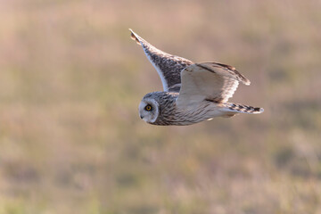 Short-eared owl Asio flammeus in flight at sunset