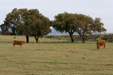 Naklejka na ściany i meble Una vaca y un ternero en el campo.