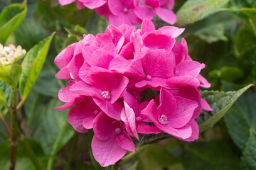 Pink hydrangea flowers in a garden