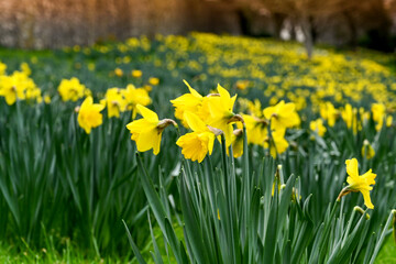 Closeup view of daffodils in flower in a public park. No people.