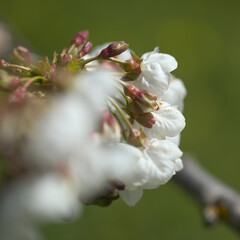 Obraz premium Horticulture of Gran Canaria - fruit trees blossoming in spring, March, natural macro floral background 