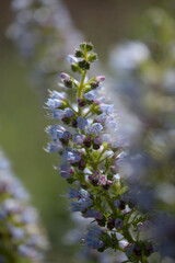 Flora of Gran Canaria -  Echium callithyrsum, blue bugloss of Tenteniguada, endemic to the island
