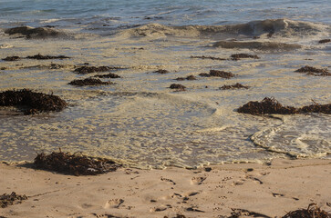 alga, huiro o cochayuyo en la orilla de la playa, agua sucia con algas