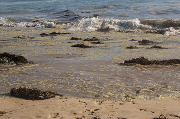 alga, huiro o cochayuyo en la orilla de la playa, agua sucia con algas