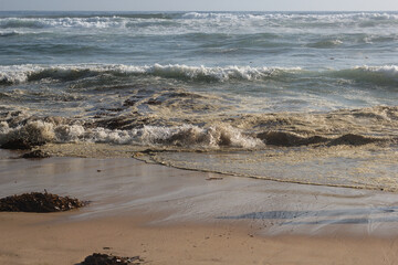 alga, huiro o cochayuyo en la orilla de la playa, agua sucia con algas