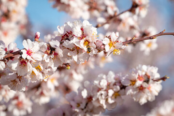 Close-up of almond blossom and bee