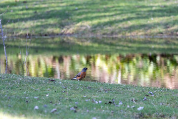 red robin sitting near clear lake water